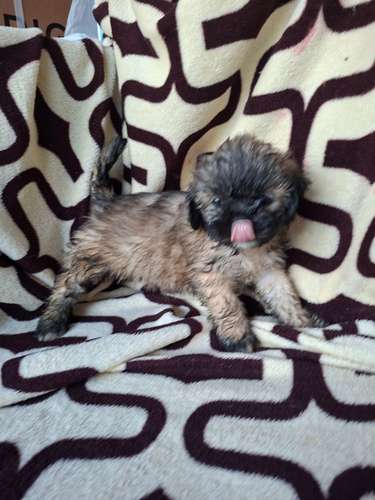 Shih tzu hembra  - Imagen 6