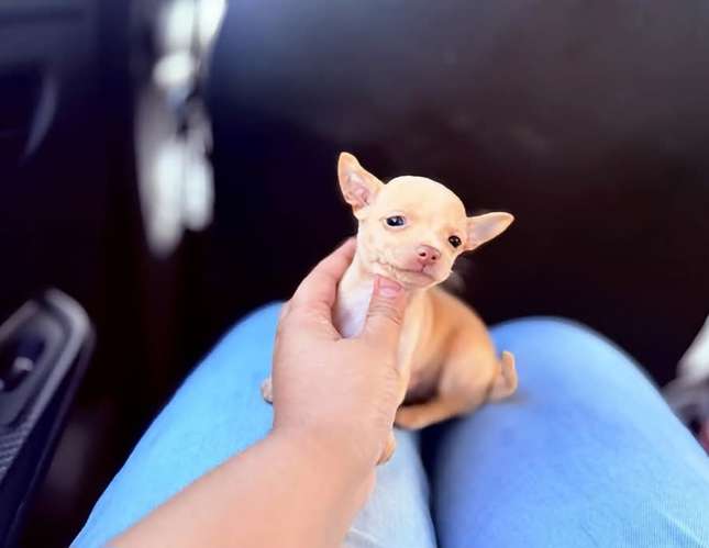 Chihuahuas hembra y macho de bolsillo 