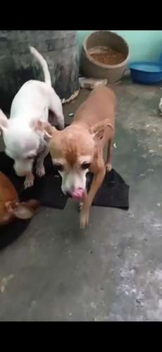CHIHUAHUAS CACHADA - Imagen 3