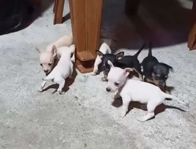 CHIHUAHUAS CACHADA