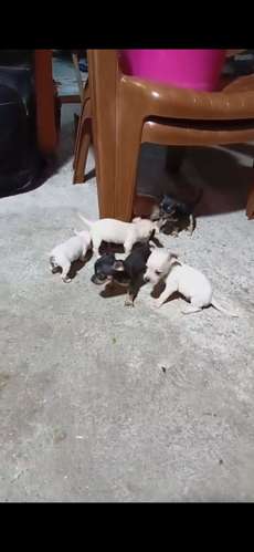 CHIHUAHUAS CACHADA - Imagen 2
