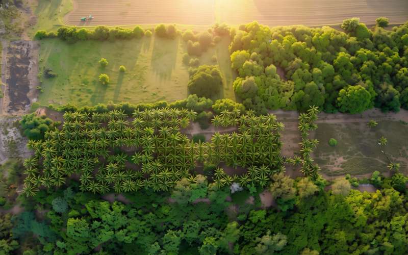 Productive Land for Sale | San Juan del Gozo, Jiquilisco, Usulután