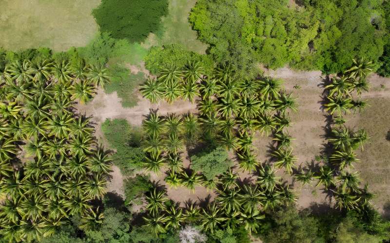 Terreno Productivo en venta | San Juan del Gozo, Jiquilisco, Usulután - Imagen 6