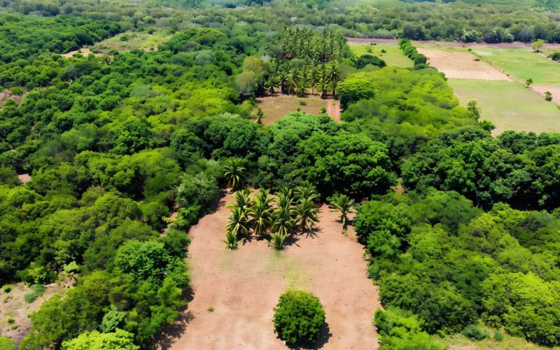 Terreno Productivo en venta | San Juan del Gozo, Jiquilisco, Usulután - Imagen 5