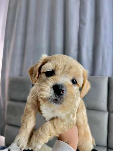 Preciosa mini poodle 