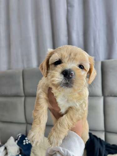 Preciosa mini poodle 