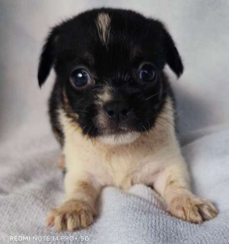 Chihuahua pelo largo  - Imagen 2