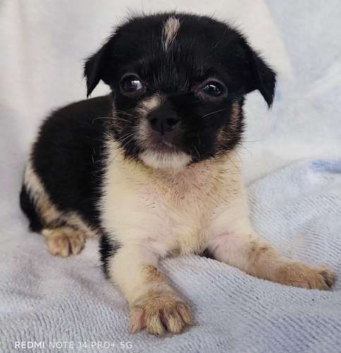 Chihuahua pelo largo 