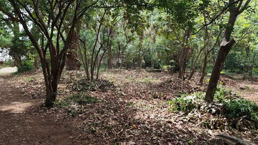  3 Mzas. A 5 cuadras del Centro de Zacatecoluca, de Bosque Urbano, Para Desarrollo Urbanistico. - Imagen 7