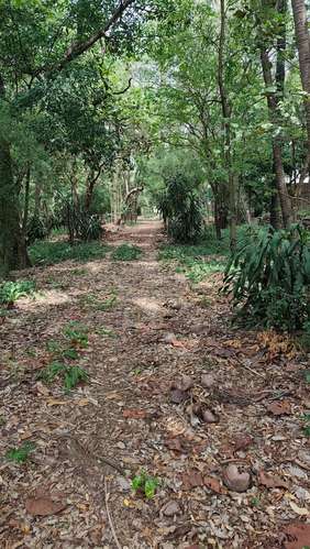  3 Mzas. A 5 cuadras del Centro de Zacatecoluca, de Bosque Urbano, Para Desarrollo Urbanistico. - Imagen 12