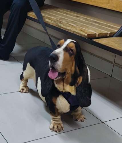 Basset hund hembra pedigree azul - Imagen 2