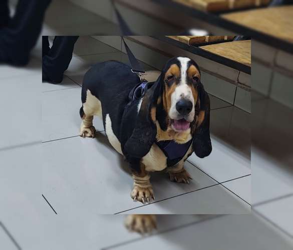 Basset hund hembra pedigree azul