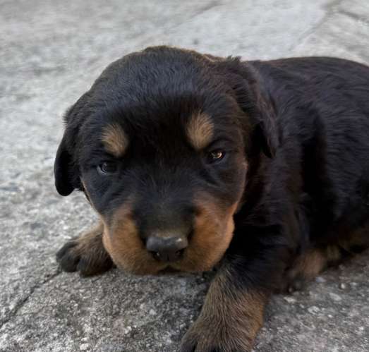 Cachorros Rottweiler 