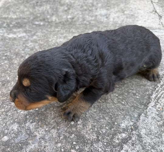 Cachorros Rottweiler 
