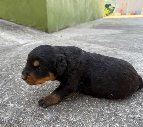 Cachorros Rottweiler 
