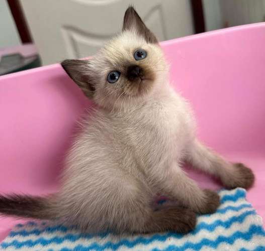 Gatitos siamés
