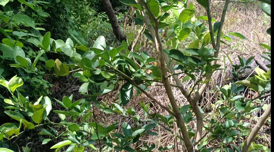 Se vende terreno con vista lago coatepeque  - Imagen 6
