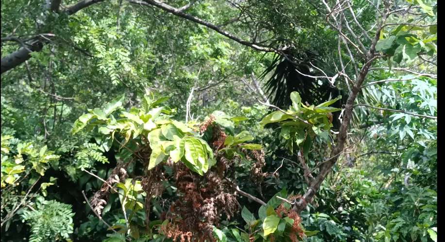 Se vende terreno con vista lago coatepeque  - Imagen 5