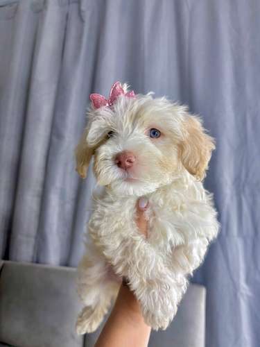 Preciosas french poodle mini 