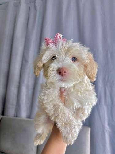 Preciosas french poodle mini 