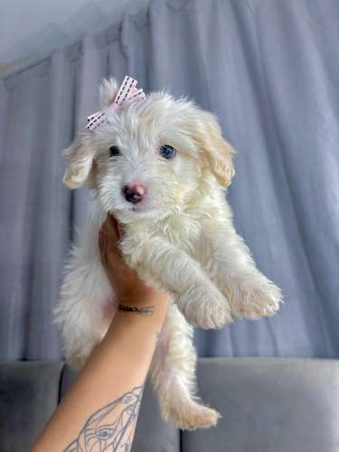 Preciosas french poodle mini 