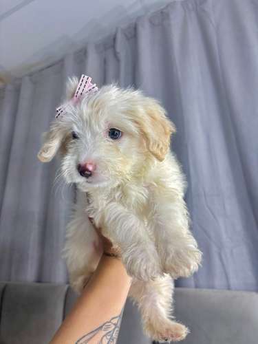 Preciosas french poodle mini 