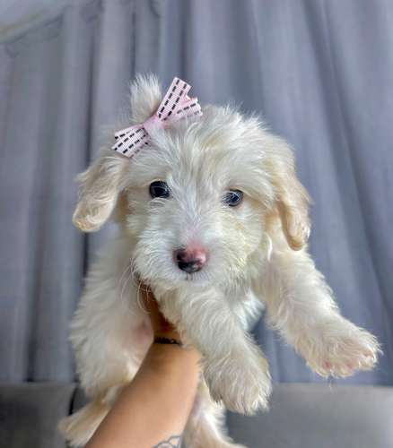 Preciosas french poodle mini 