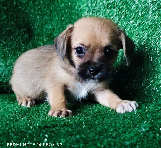 Chihuahua con shitzu - Imagen 6