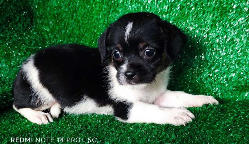 Chihuahua con shitzu - Imagen 2