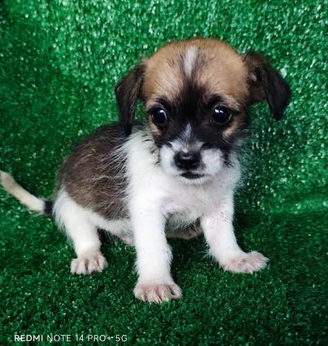 Chihuahua con shitzu - Imagen 5