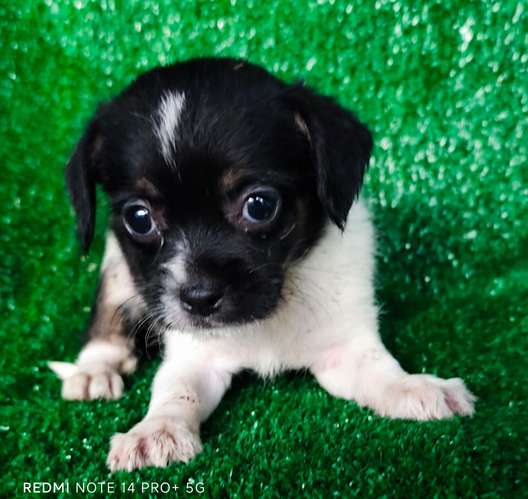 Chihuahua con shitzu - Imagen 3