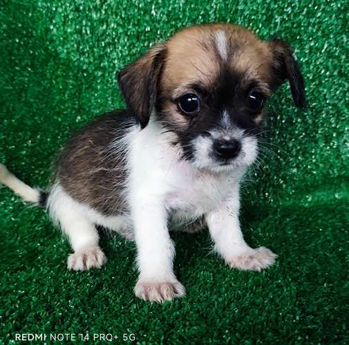 Chihuahua con shitzu - Imagen 4