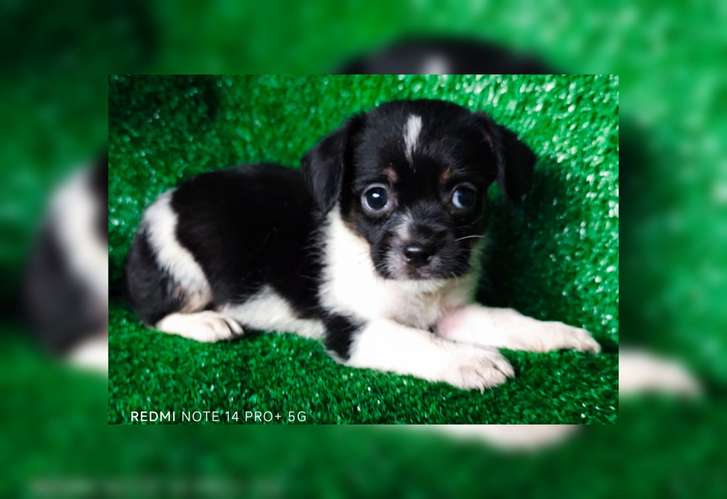 Chihuahua con shitzu