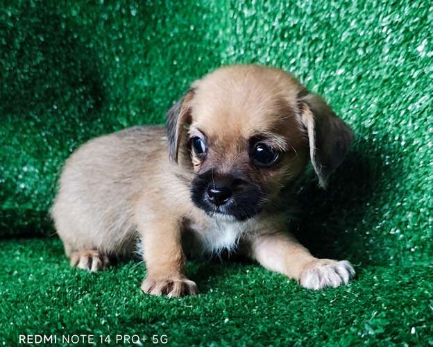 Chihuahua con shitzu - Imagen 7