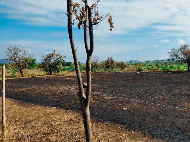Granga terreno en venta  - Imagen 2