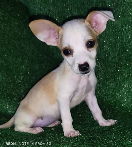 Chihuahua hembras y machos - Imagen 5