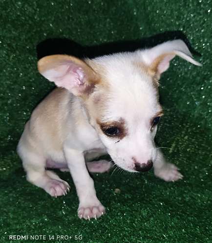 Chihuahua hembras y machos - Imagen 11