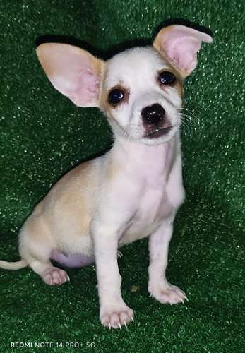 Chihuahua hembras y machos - Imagen 6