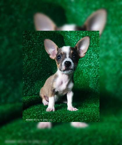 Chihuahua hembras y machos