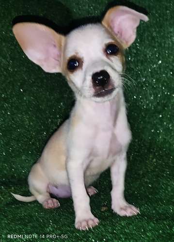 Chihuahua hembras y machos - Imagen 10