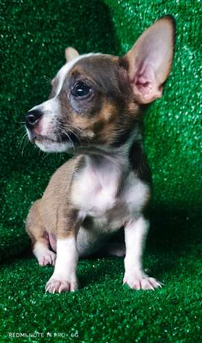 Chihuahua hembras y machos - Imagen 3