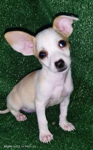 Chihuahua hembras y machos - Imagen 7