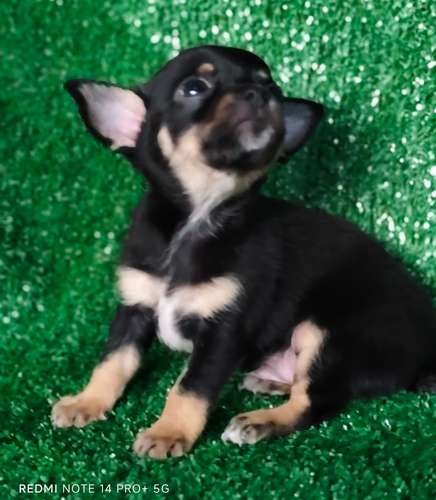 Chihuahua mini macho - Imagen 2