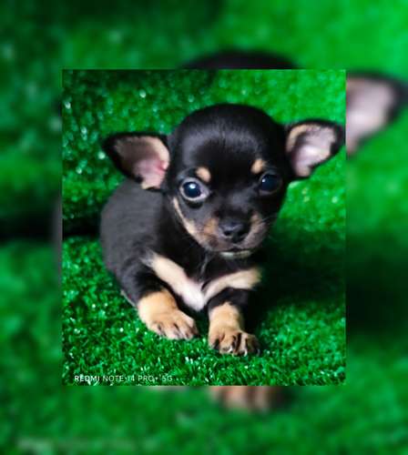 Chihuahua mini macho