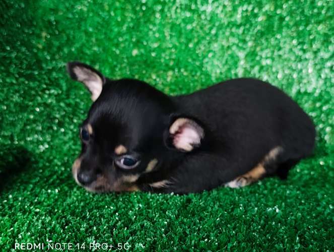 Chihuahua mini macho - Imagen 5