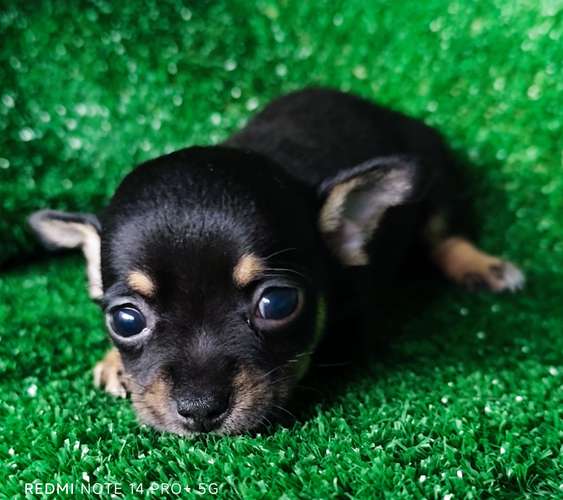 Chihuahua mini macho - Imagen 6