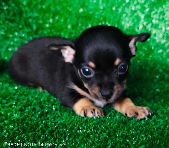 Chihuahua mini macho - Imagen 4