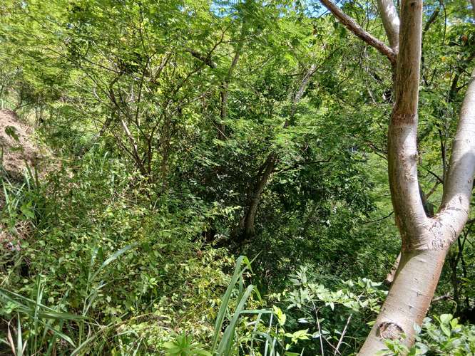 El Congo s/carret. a S.S. terreno 3,500 m² usos varios