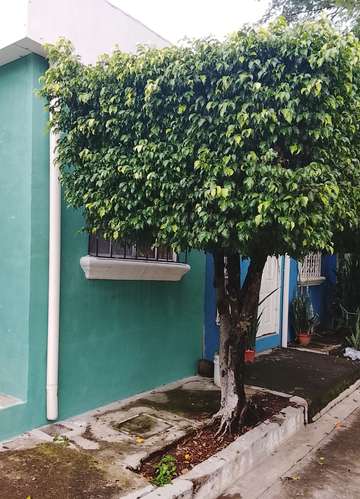 Se alquila, casa en Urbanización Villa Constitución. - Imagen 2