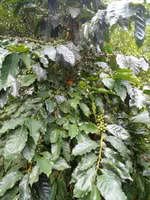 Vivero Valentina